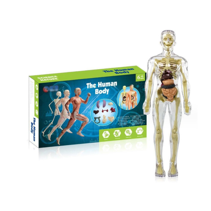 3D human body torso model for kids anatomy model skeleton