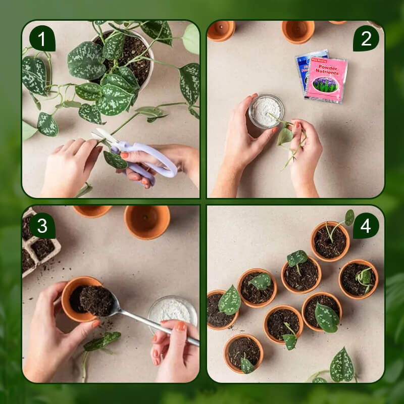 Plant Rooting Powder Nutrients